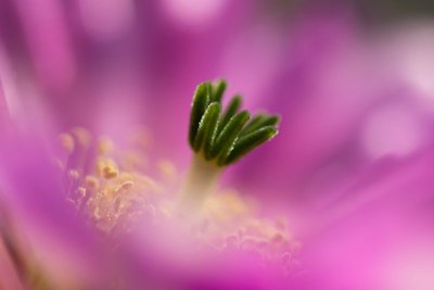 Echinocereus reichenbachii var. albispinus e.jpg