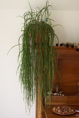 100_0219.JPG