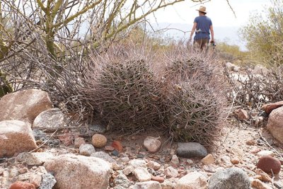 DSC04175.JPG (197.99 KiB) 28273 mal betrachtet Echinopsis leucantha RB3257 - westl. Palo Blanco, Catamarca 2151m