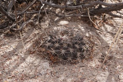 DSC04177.JPG (174.99 KiB) 28273 mal betrachtet Gymnocalycium schmidianum asperum RB3258 - westl. Palo Blanco, Catamarca 2151m