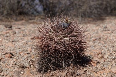 DSC04366.JPG (148.22 KiB) 28273 mal betrachtet Gymnocalycium schmidianum RB3291 - RP11 Costa de Reyes, Catamarca 1440m