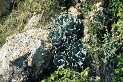 Agave isthmensis (800x532).jpg