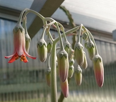 Cotyledon orbiculata