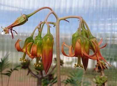 Cotyledon campanulata oder eine Hybride mit dieser Art, die Pflanze ist als Sämling bei mir &quot;entstanden&quot;