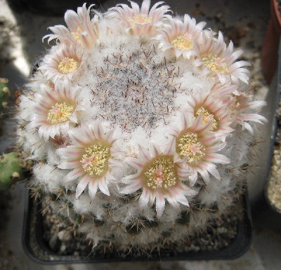 Mammillaria chionocephala