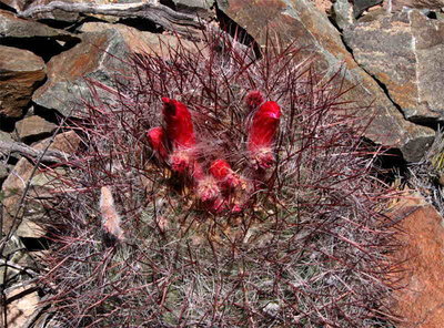 Denmoza rhodacantha