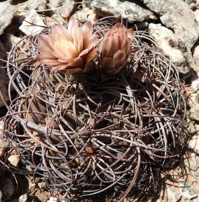 Gymnocalycium schmidianum RB3253 - RN60 zwischen Copacabana und La Puntil, Catamarca 1150m