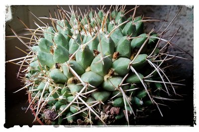 Mammillaria_bernalensis_resized.jpeg (406.52 KiB) 18554 mal betrachtet "Meine" bernalensis