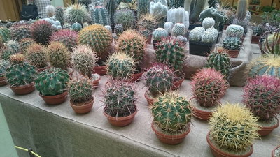 Ferocactus