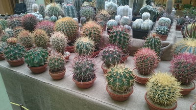 Ferocactus