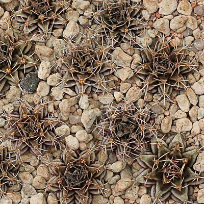 VoS_14-1559_Gymnocalycium_mihanovichii.JPG