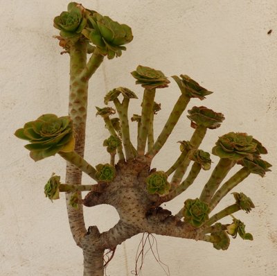 Aeonium aboreum ssp. arboreum (640x637).jpg