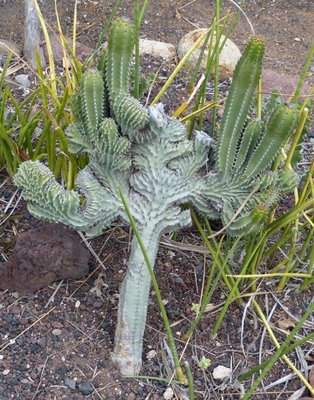Euphorbia canariensis Cristate (502x640).jpg