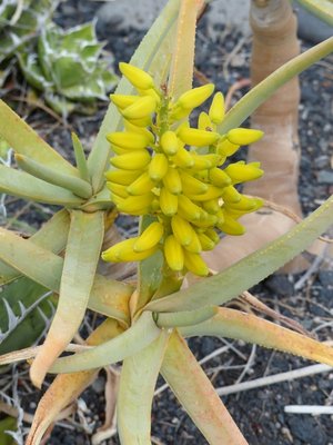 Aloe dichotoma, bewurzelt , Blüte (480x640).jpg