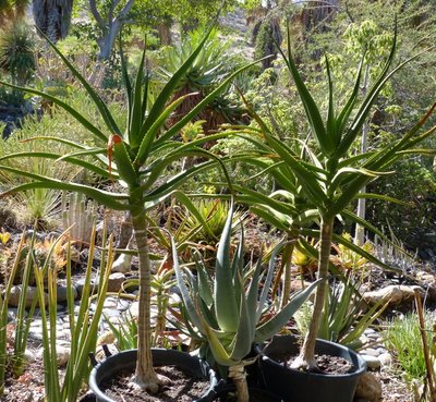 Aloe barberae 1 (640x590).jpg