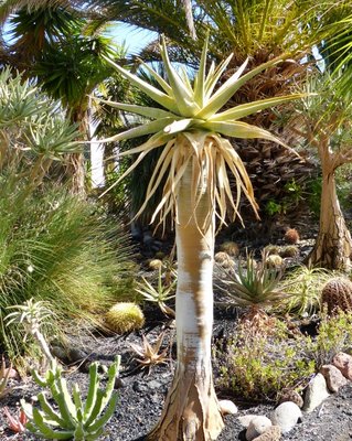 Aloe pillansii (511x640).jpg