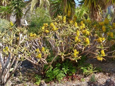 Aloe ramosissima (640x480).jpg