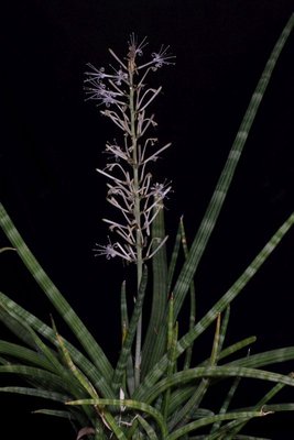 Sansevieria cylindrica 2, WB20171130 205016.jpg