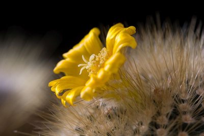 Parodia chrysacanthion, WB20171122 142821.jpg