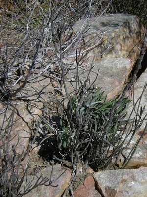 388,SA,Haworthia blackburniae (600x800).jpg