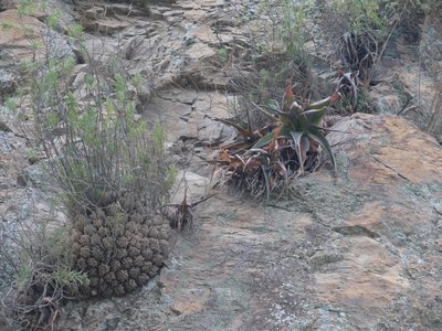 615,SA,Haworthia occulata, Aloe maculata (640x480).jpg