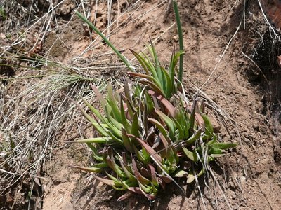 775,SA,Haworthia angustifolia v.altissima (640x480).jpg