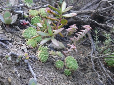 797,SA,Haworthia cymbiformis v.incurvata.JPG