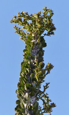 Alluaudia ascendens mit Früchten (481x800).jpg