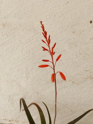 Aloe erythrophylla, Blüte (600x800).jpg