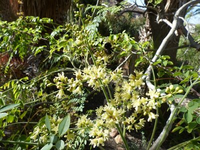 Moringa drouhardii, Blüten (800x600).jpg