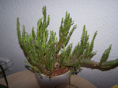 100_8335.JPG