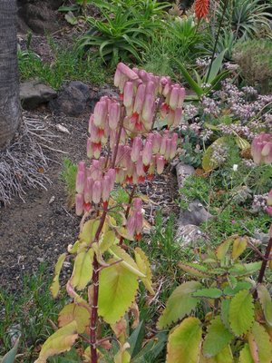 Kalanchoe Madeira,2012 (600x800).jpg