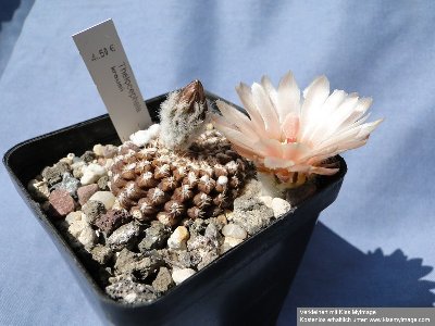 Eriosyce krausii