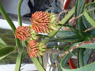 Aloe eximia 2 (600x800).jpg