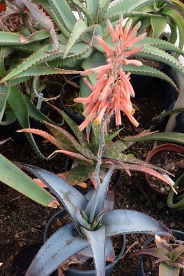 Aloe tauri (535x800).jpg