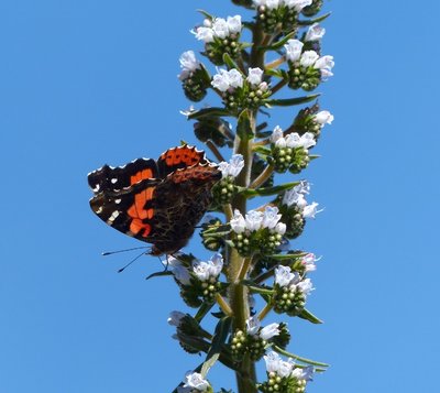 Trauermantel auf Echium decainei.jpg