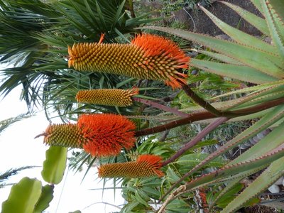 Aloe rupestris, blüten (600x800).jpg