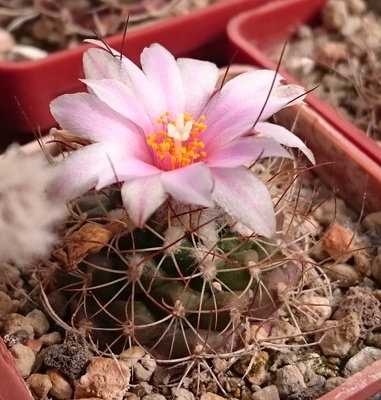 Turbinicarpus aff. laui