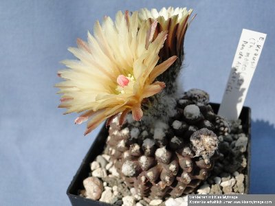 2010 06 09 021_klein.jpg (88.34 KiB) 10278 mal betrachtet Eriosyce krausii (Katt.) / Thelocephala malleolata (Ritt.)