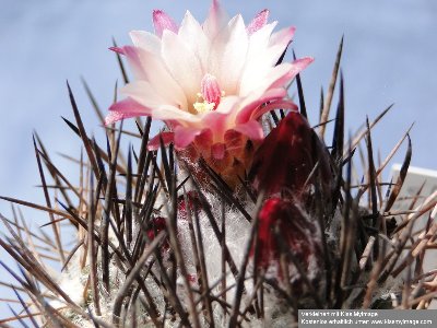 2010 06 04 036_klein.jpg (112.71 KiB) 10275 mal betrachtet Eriosyce taltalensis ssp. echinus var. floccosa (Katt.) / Py. floccosus (Ritt)