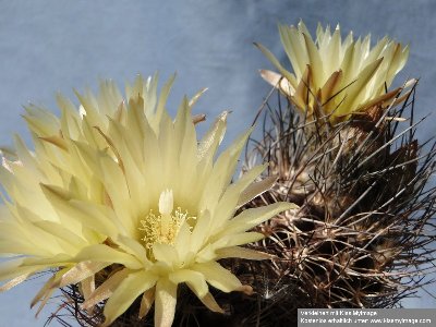 Eriosyce taltalensis ssp. paucicostata/ Py. neohankeanus var. flaviflorus