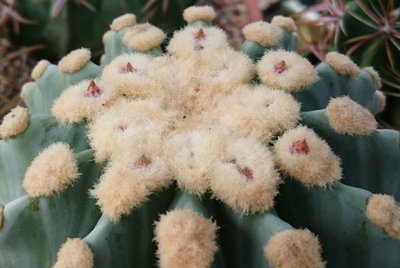 DSC_0423.JPG (128.67 KiB) 11521 mal betrachtet Ferocactus glaucescens f. inermis