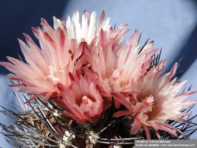 2010 06 04 032_klein.jpg (118.13 KiB) 10277 mal betrachtet Eriosyce spec. aff. confinis / Py. spec. aff confinis