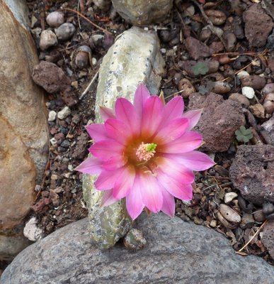 Echinocereus cucumis (774x800).jpg