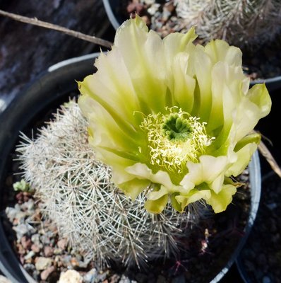 Echinocactus dasyacanthus, Blüte (795x800).jpg