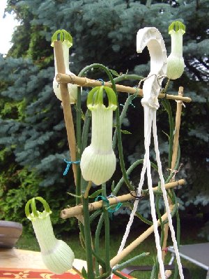 Ceropegia ampliata.jpg