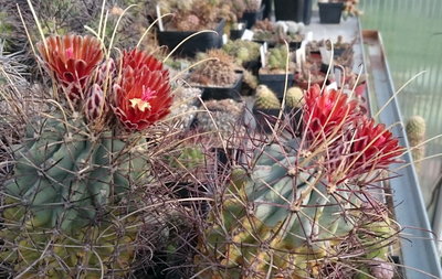 Sclerocactus uncinatus subsp. wrightii oder auch Glandulicactus