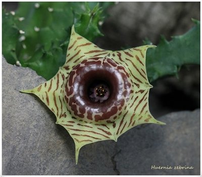 Huernia zebrina verkleinert.JPG