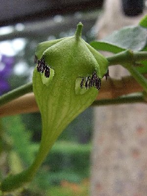 Ceropegia monteroi.jpg