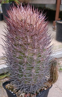 DSC_0001.JPG (194.59 KiB) 17998 mal betrachtet nochmal der Körper vor dem schneiden